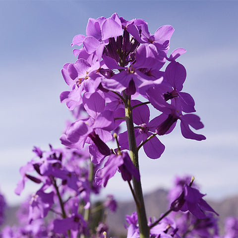 Hesperis-Matronalis-Dames-Rocket-Seeds