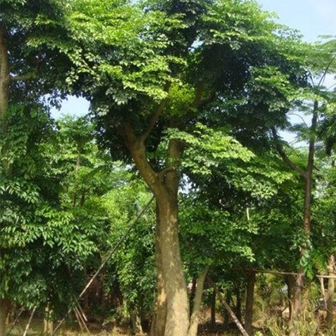 Heteropanax fragrans & Horus Maple Seeds