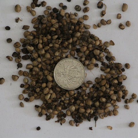 Heteropanax fragrans & Horus Maple Seeds