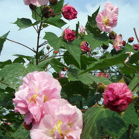 Hibiscus mutabilis & Confederate rose Seeds