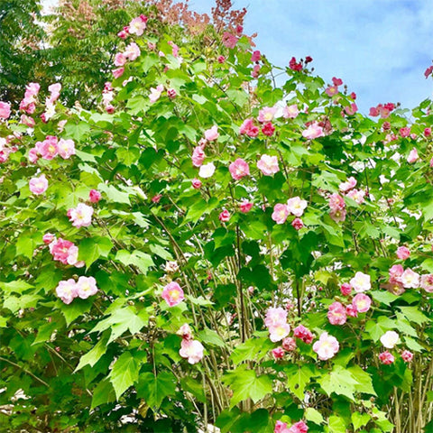 Hibiscus mutabilis & Confederate rose Seeds