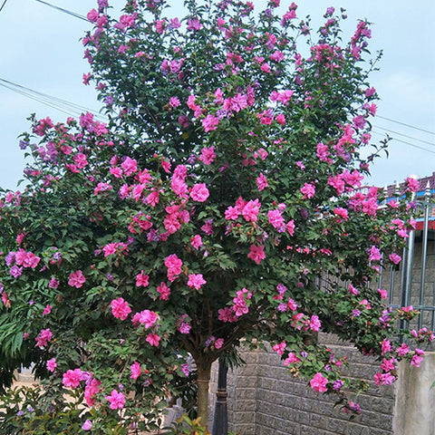 Hibiscus-syriacus-Hibiscus-Seeds