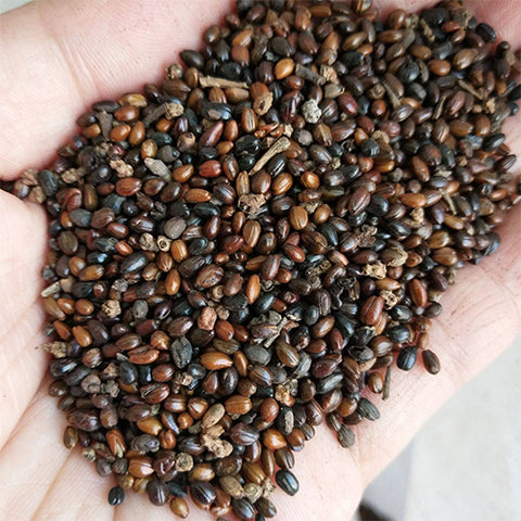 Hippophae rhamnoides & Sea buckthorn Seeds