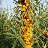 Hippophae rhamnoides & Sea buckthorn Seeds