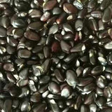 Holboellia-latifolia-Stauntonia-latifolia-Seeds
