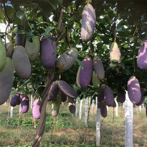 Holboellia-latifolia-Stauntonia-latifolia-Seeds