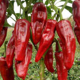 Red Pepper & Hot Chilli Seeds