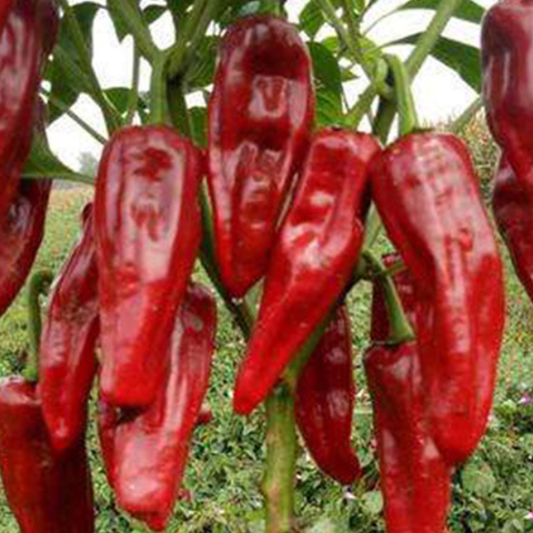 Red Pepper & Hot Chilli Seeds