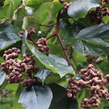 Hovenia-acerba-Jujube-Seeds