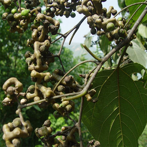 Hovenia-acerba-Jujube-Seeds