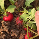 Hybrid F1 Red Cherry Radish Seeds