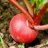 Hybrid F1 Red Cherry Radish Seeds