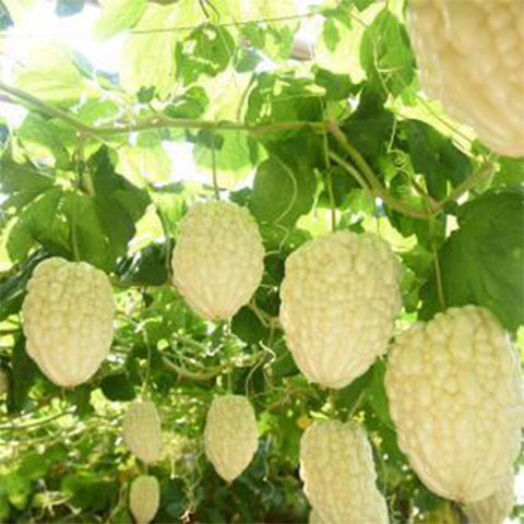 Hybrid F1 Apple Bitter Gourd Seeds