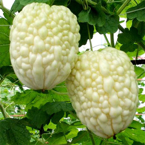 Hybrid F1 Apple Bitter Gourd Seeds