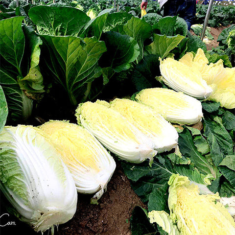 Hybrid-F1-Baby-Chinese-Cabbage-Seeds