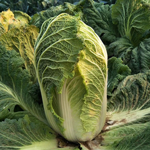 Hybrid-F1-Baby-Chinese-Cabbage-Seeds