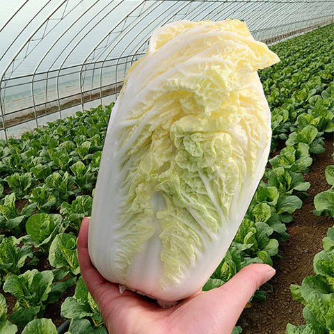 Hybrid-F1-Baby-Chinese-Cabbage-Seeds