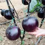 Hybrid-F1-Black-Round-Eggplant-Aubergine-Seeds