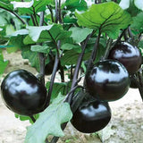 Hybrid-F1-Black-Round-Eggplant-Aubergine-Seeds