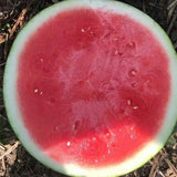 Hybrid-F1-Black-Skin-Red-Flesh-Watermelon-Seeds