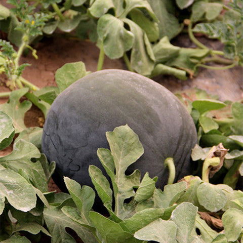 Hybrid-F1-Black-Skin-Red-Flesh-Watermelon-Seeds
