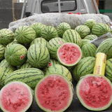Hybrid-F1-Black-Skin-Yellow-Flesh-Watermelon-Seeds