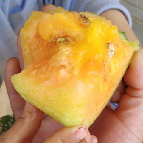 Hybrid-F1-Black-Skin-Yellow-Flesh-Watermelon-Seeds