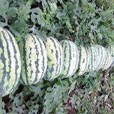 Hybrid-F1-Black-Skin-Yellow-Flesh-Watermelon-Seeds