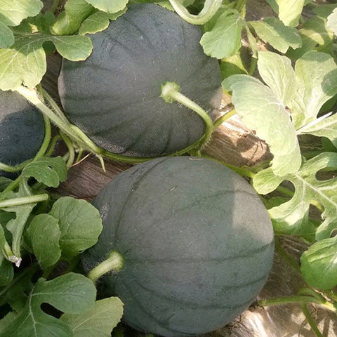 Hybrid-F1-Black-Skin-Yellow-Flesh-Watermelon-Seeds