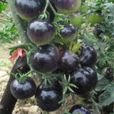 Hybrid F1 Black pearl tomato seeds