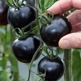Hybrid F1 Black pearl tomato seeds