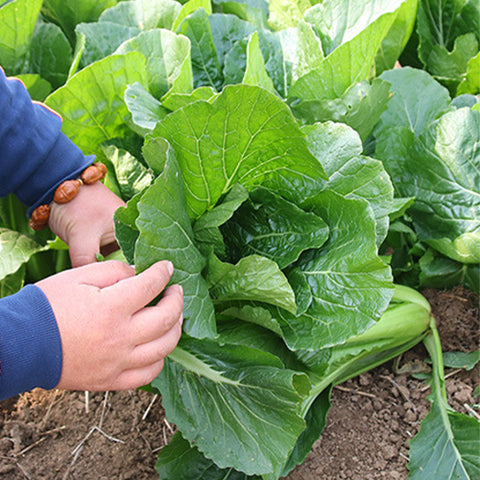 Hybrid-F1-Chinese-Cabbage-Seeds