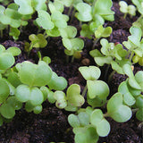 Hybrid-F1-Chinese-Cabbage-Seeds