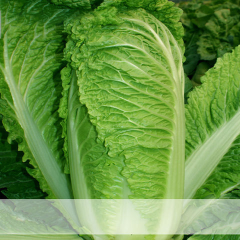 Hybrid-F1-Chinese-Cabbage-Seeds