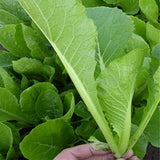 Hybrid-F1-Chinese-Cabbage-Seeds