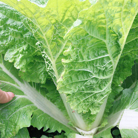 Hybrid-F1-Chinese-Cabbage-Seeds