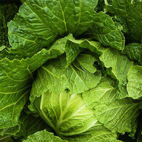 Hybrid-F1-Chinese-Cabbage-Seeds