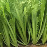 Hybrid-F1-Chinese-Cabbage-Seeds