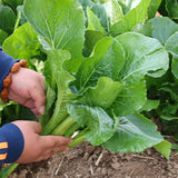 Hybrid-F1-Chinese-Cabbage-Seeds