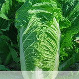 Hybrid-F1-Chinese-Cabbage-Seeds