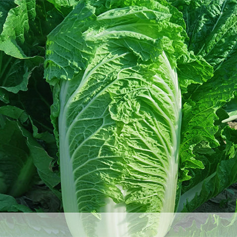 Hybrid-F1-Chinese-Cabbage-Seeds