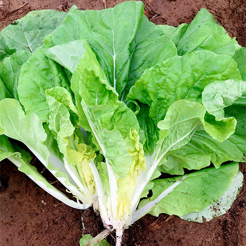 Hybrid-F1-Chinese-Cabbage-Seeds