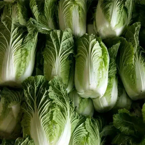 Hybrid-F1-Chinese-Cabbage-Seeds