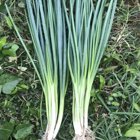 Hybrid-F1-Chives-Green-Onion-Seeds