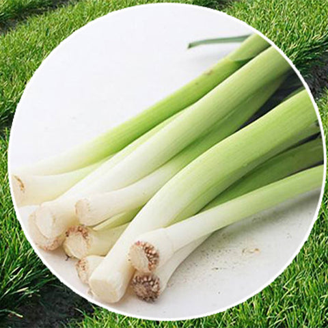 Hybrid-F1-Chives-Green-Onion-Seeds