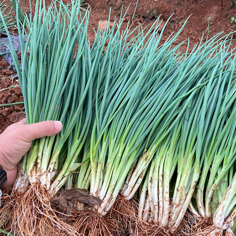 Hybrid-F1-Chives-Green-Onion-Seeds