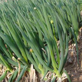 Hybrid-F1-Chives-Green-Onion-Seeds