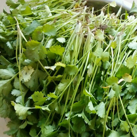 Hybrid F1 Coriander & Parsley Seeds