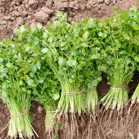 Hybrid F1 Coriander & Parsley Seeds