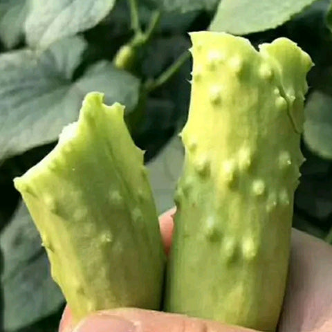 Hybrid-F1-Fruits-Cucumber-Seeds